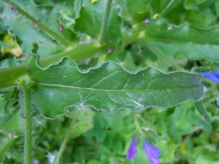 Echium plantagineum / Viperina piantaggine